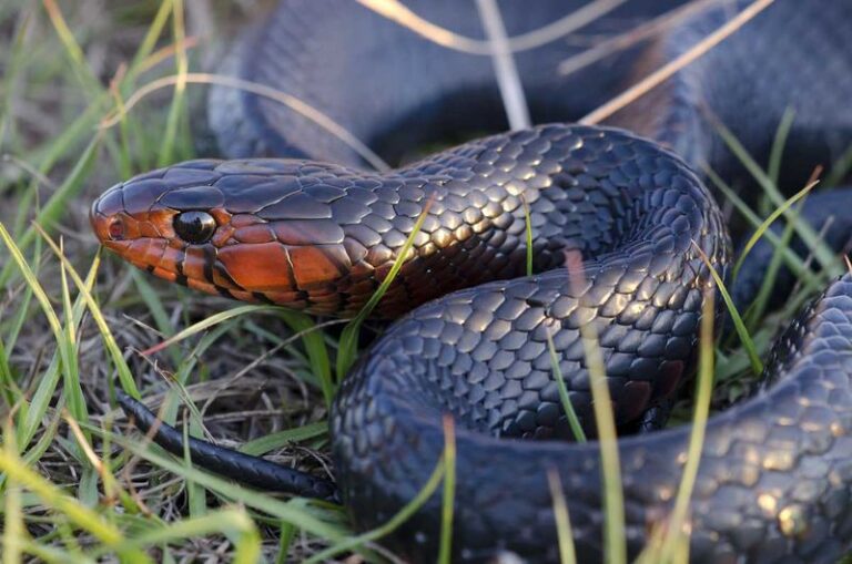 Spotting an Eastern Indigo Snake in Your Florida Yard Is Actually Good News