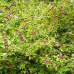 American Beautyberry: A Native North Carolina Shrub for Fall Birds, and a Closer Look at Chinese Privet