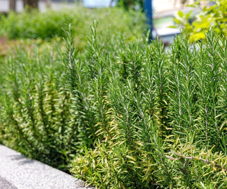 Before You Feed Struggling Rosemary, Check Light, Growth Signs, and Pruning