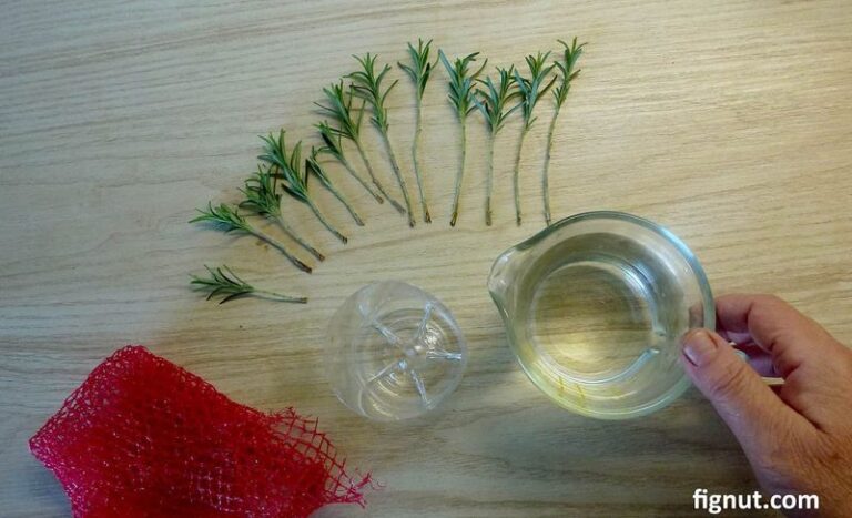 Your Rosemary Keeps Growing All Winter When You Snip These Cuttings Before the First Frost