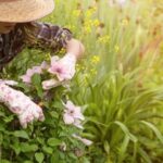Clematis Pruning: Identify Your Vine and Pick the Right Time