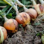 Central Texas Onion Transplants: Match 1015Y to Your January or February Window