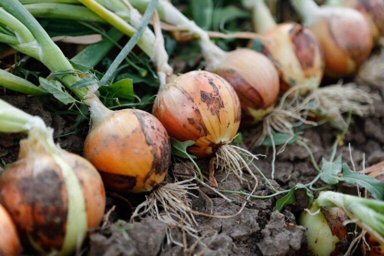 Central Texas Onion Transplants: Match 1015Y to Your January or February Window