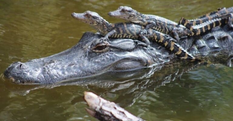 Hear Tiny Chirping at Your Florida Pond? Hatchling Calls Are One Possibility, and a Mother May Be Nearby