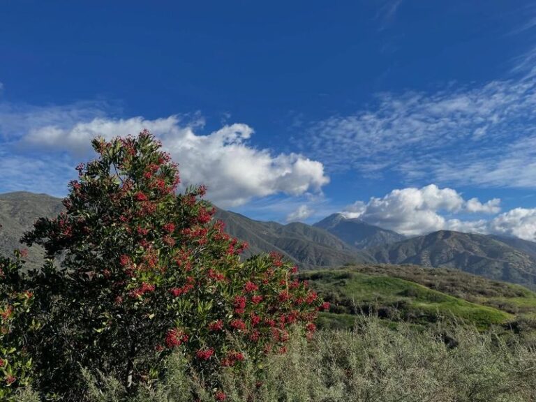 Toyon’s Red Berries: Why Cooking Hasn’t Been Proven to Make Them Safe