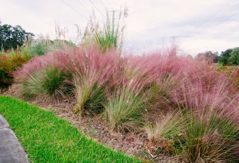 Gulf Muhly Brings Pink Clouds to Central Texas Yards in Fall, and Here’s How to Plant One