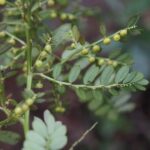Chamberbitter or Long-Stalked Phyllanthus? How to Identify and Control This Mimosa-Like Florida Lawn Weed