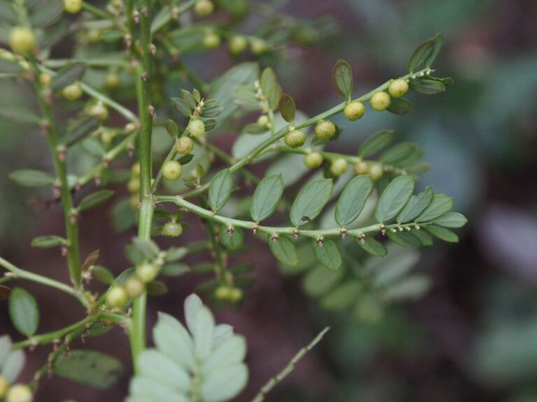 Chamberbitter or Long-Stalked Phyllanthus? How to Identify and Control This Mimosa-Like Florida Lawn Weed