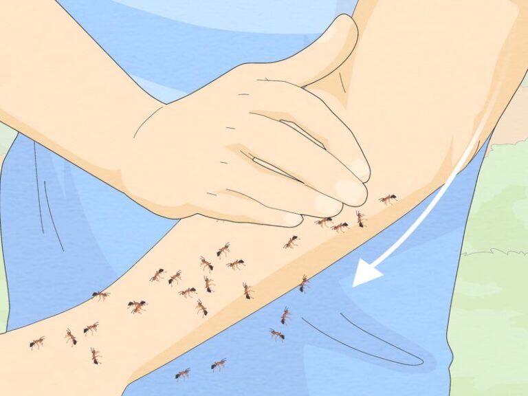 What to Do the First Few Minutes After a Fire Ant Swarm Stings You in Your Florida Garden