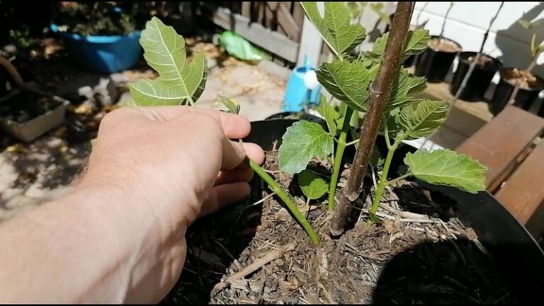 One Wrong Cut Sets Your Fig Tree Back a Whole Season, and These Pruning Mistakes Are the Usual Culprits