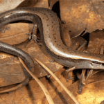 What It Really Means When Ground Skinks Keep Turning Up in Your North Carolina Leaf Litter This Fall