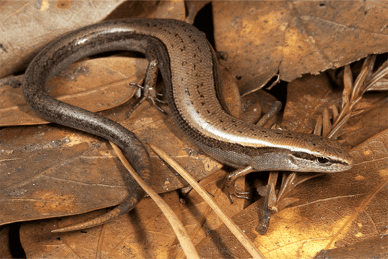 What It Really Means When Ground Skinks Keep Turning Up in Your North Carolina Leaf Litter This Fall