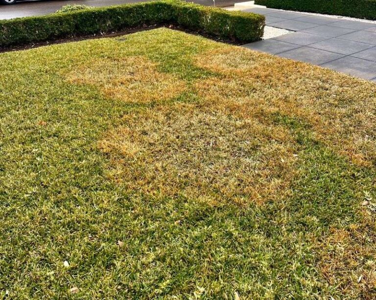 Those Brown Patches in Your Florida Lawn This Fall Might Be Chinch Bugs, and Here’s How to Tell