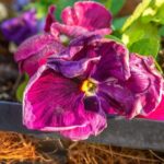 Why a Potted Pansy May Wilt: Dry Mix Is One Possibility, So Check the Root Zone