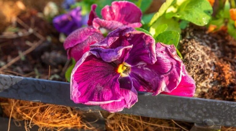 Why a Potted Pansy May Wilt: Dry Mix Is One Possibility, So Check the Root Zone