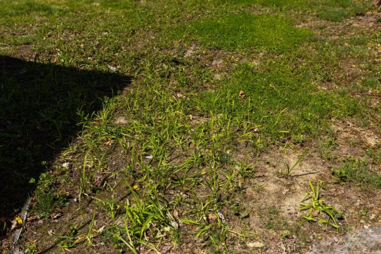 Thin, Patchy Spring Lawn? Compacted Soil Is One Possible Cause Worth Checking