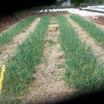 Garlic and onion beds go weedy all winter unless you mulch them with straw right after planting