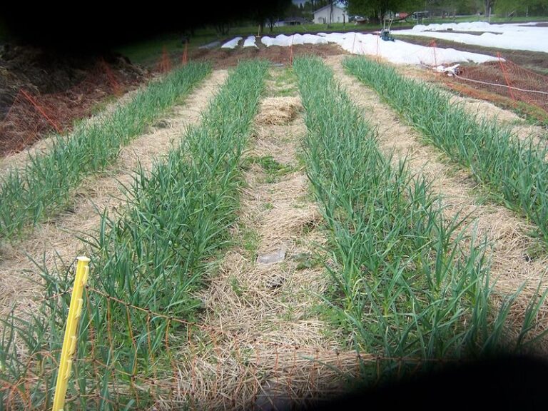 Garlic and onion beds go weedy all winter unless you mulch them with straw right after planting