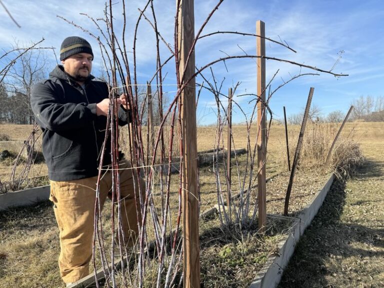 Raspberry Pruning in Fall: Which Cut Fits Your Canes and Your Harvest Goal