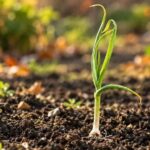 If Your Fall Garlic Sends Up Green Shoots Before Winter, Here’s Why That’s Not Automatically a Problem