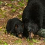 Fall Feeding Can Raise the Chance of Florida Black Bear Visits, and Yard Food May Be One Attractant
