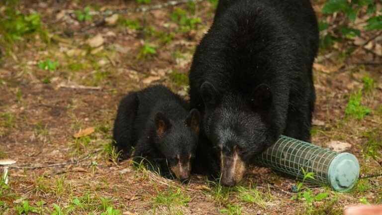Fall Feeding Can Raise the Chance of Florida Black Bear Visits, and Yard Food May Be One Attractant