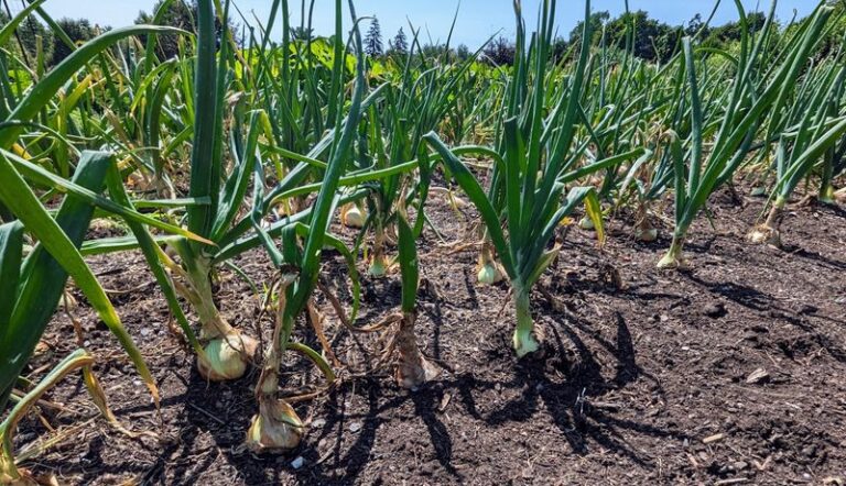 Are Green Onion Leaves in Fall a Good Sign? What Southern Gardeners Should Know