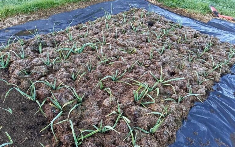 Mulching Fall Garlic and Onions in the South: Match Protection to Your Crop and Local Winters