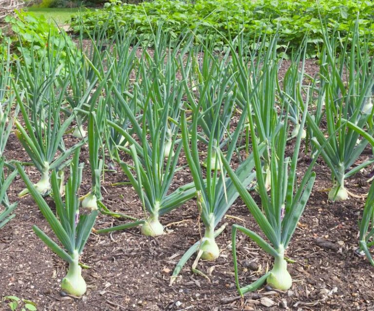 Oversized Onion Sets May Raise Spring Bolting Risk for Dry-Bulb Onions