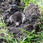 How to Stop Moles From Wrecking Your North Carolina Lawn Before the Damage Adds Up