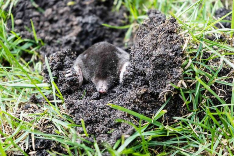How to Stop Moles From Wrecking Your North Carolina Lawn Before the Damage Adds Up