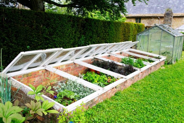 Sowing Lettuce in Late October: When a Cold Frame Can Help Extend Your Winter Salad Season