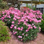 Practical Winter Care for North Carolina Knock Out Roses