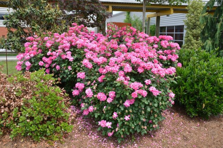 Practical Winter Care for North Carolina Knock Out Roses