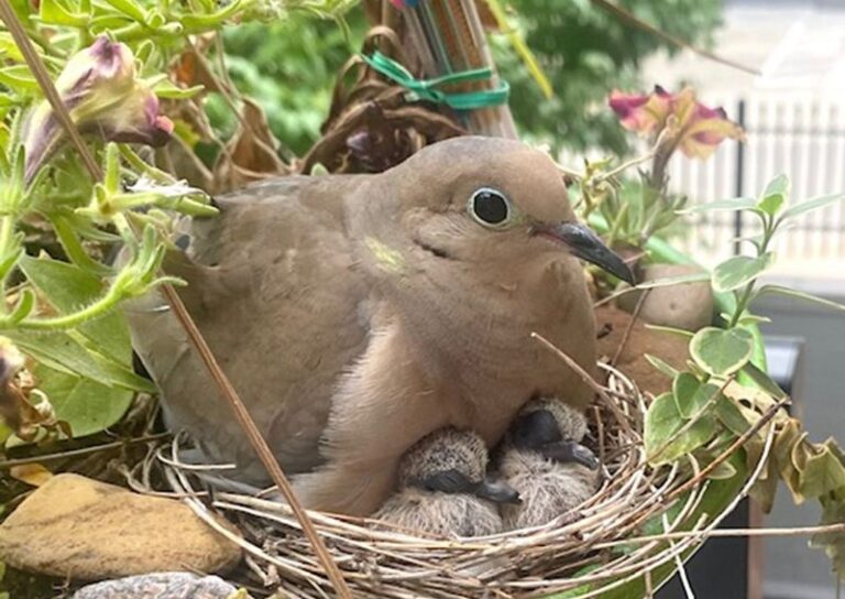 What a Mourning Dove Nest in the Same California Yard Spot May Suggest