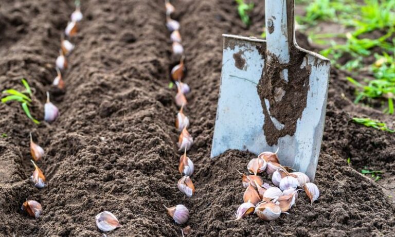 Garlic Planting Time in the South: Georgia, Texas, and Florida Fall Windows