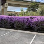 Texas Sage Is a Tough Native Shrub for Hot, Sunny Texas Yards