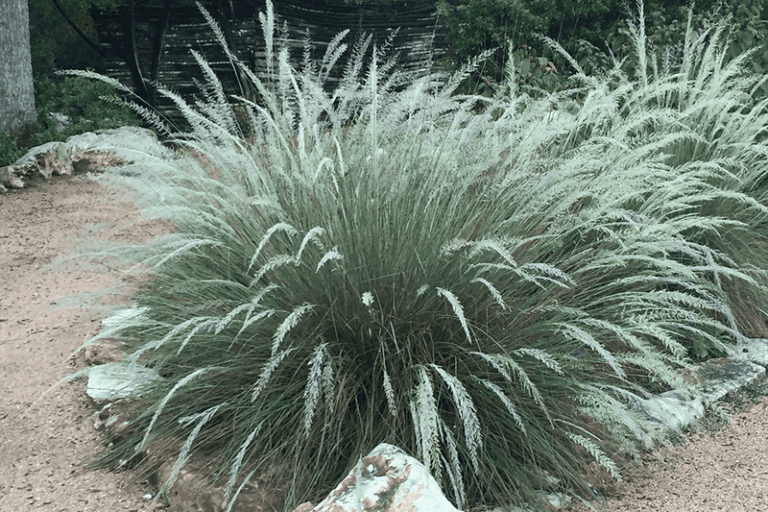 The Native Texas Grass to Consider Instead of Pampas for Fence-Line Plumes