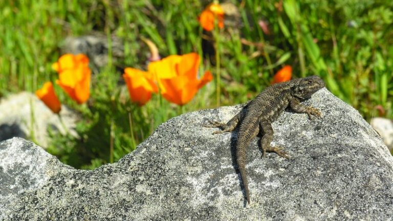 California Western Fence Lizards Patrol Your Garden Beds for Beetles, but Tidy Fall Cleanup Leaves Them Homeless