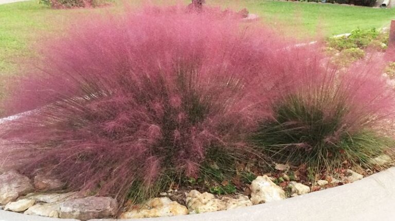 Gulf Muhly: A Texas-Native Ornamental Grass With Pink Fall Color and Possible Dragonfly Perches