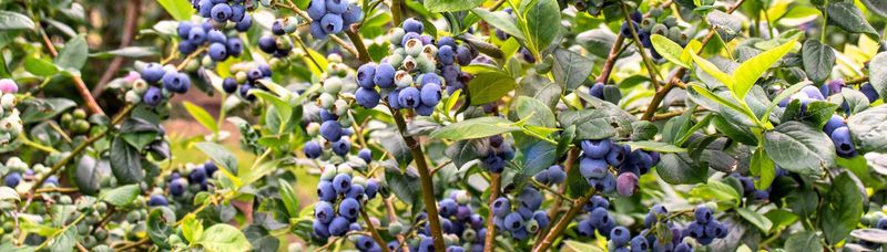 Florida Front Yards Are Trading Purely Decorative Shrubs for These 7 UF/IFAS-Backed Edible Ornamentals