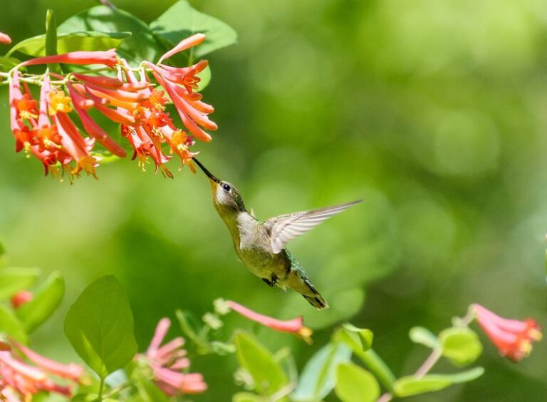 Why Texans Plant Coral Honeysuckle on a Trellis for Hummingbirds