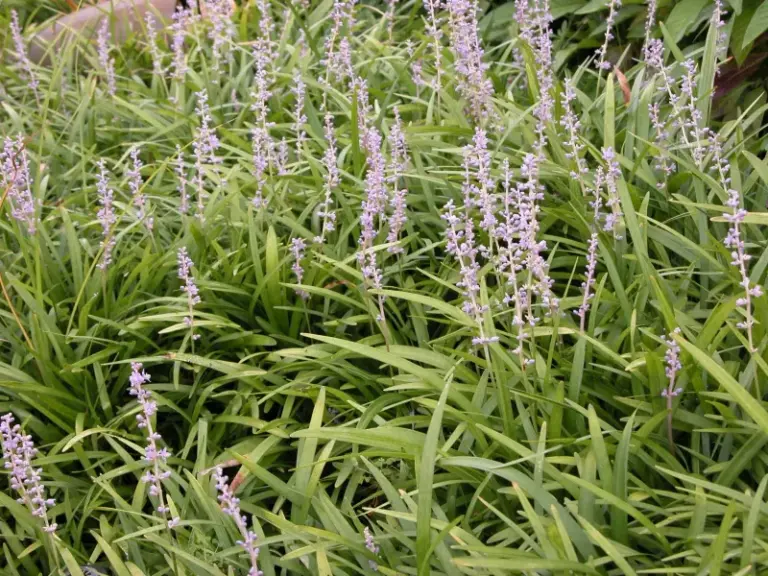 North Carolina Counties Are Restricting These Popular Yard Plants, and Some Are Probably in Your Beds