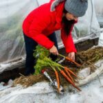 Carrots left in the ground under a thick straw blanket taste sweeter every week you wait to pull them