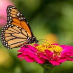 Turning Your Central Texas Yard Into a Monarch Rest Stop This Fall Takes Less Than You Think