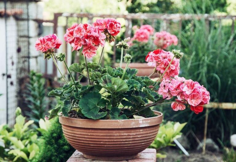 Could Fertilizer Be Why Your Potted Geraniums Stop Blooming in Fall?