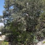 The Fire-Resistant Native Tree Texas Homeowners Are Quietly Planting Near the House Instead of Ornamentals