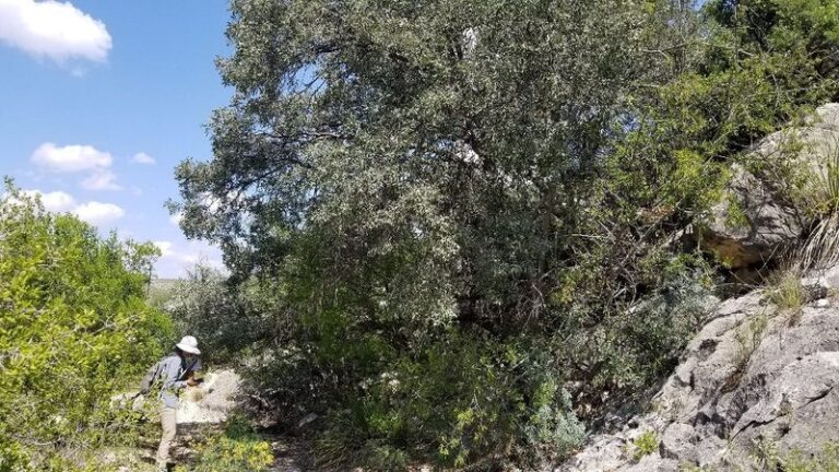The Fire-Resistant Native Tree Texas Homeowners Are Quietly Planting Near the House Instead of Ornamentals