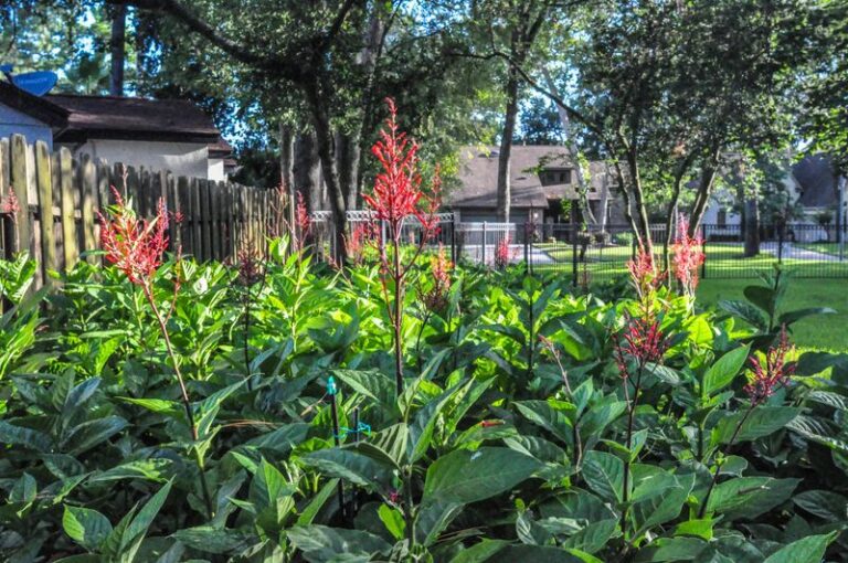 A Florida Part-Shade Plant Whose Fall Flowers Can Attract Hummingbirds