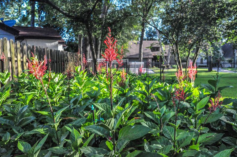 A Florida Part-Shade Plant Whose Fall Flowers Can Attract Hummingbirds